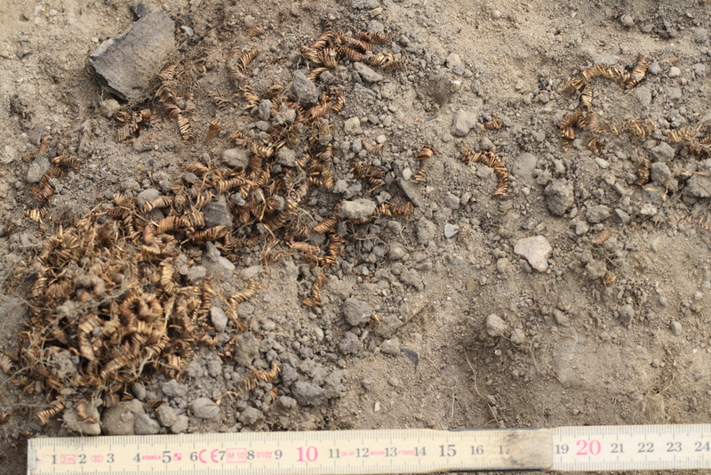 Illustration for article titled Archaeologists Baffled By 2,000 Tiny Gold Spirals Discovered In Denmark